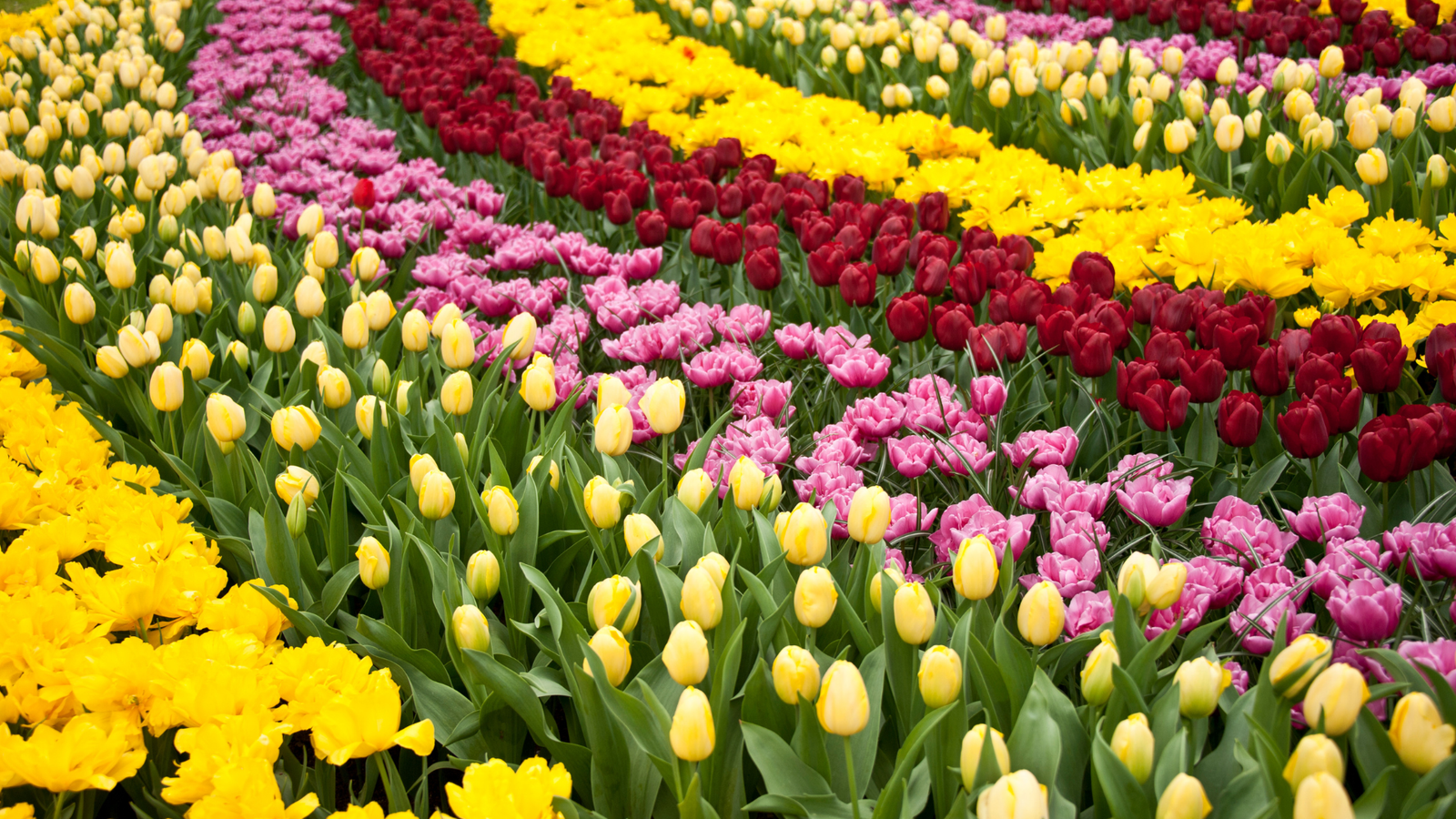 Keukenhof Gardens
